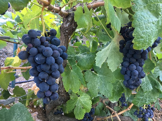 Listan negro grapes